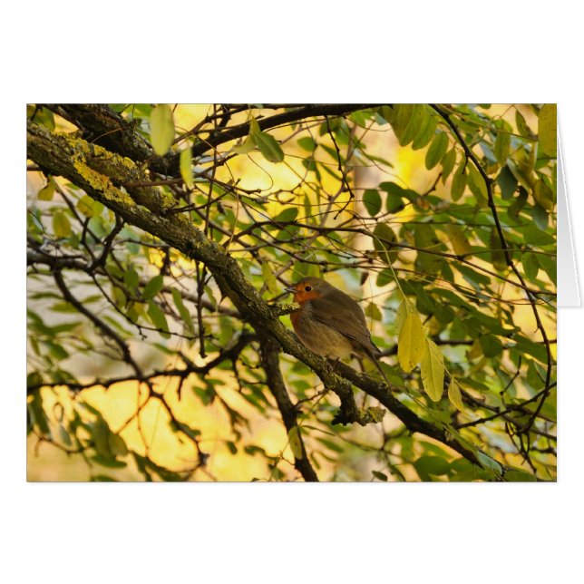 Robin européen (Devant Horizontal)