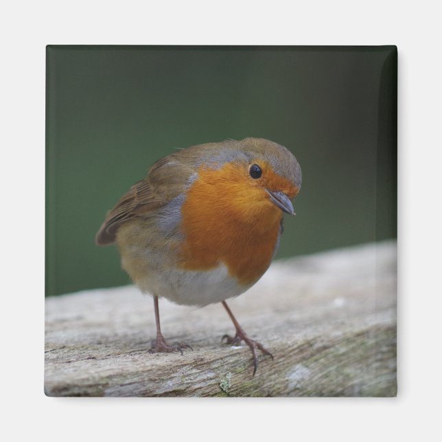 Robin Fridge Magnet (Devant)