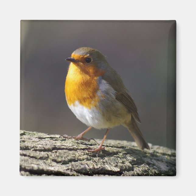Robin Fridge Magnet (Devant)
