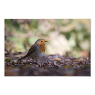 Robin Nature Photo