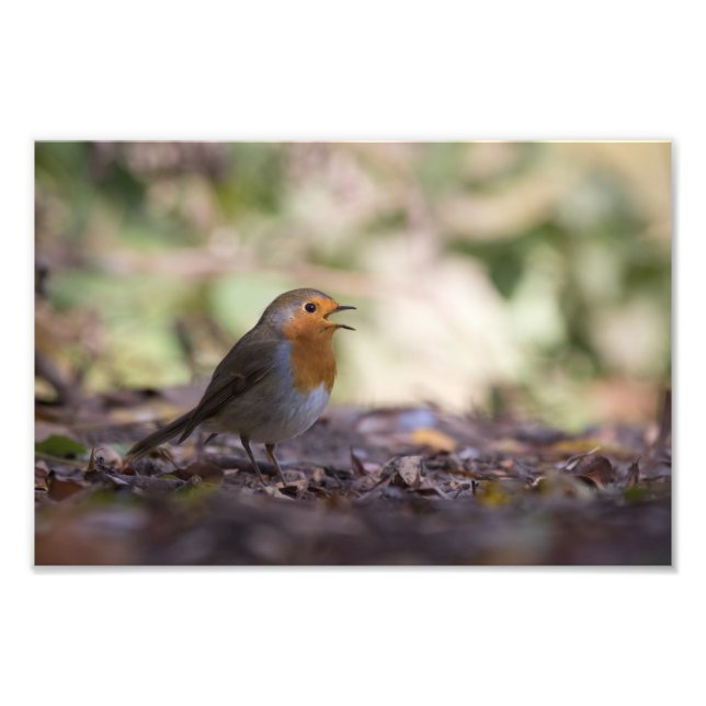 Robin Nature Photo (Devant)