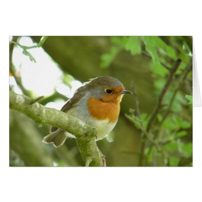"Robin-Oiseau européen le Northumberland (Devant horizontal)