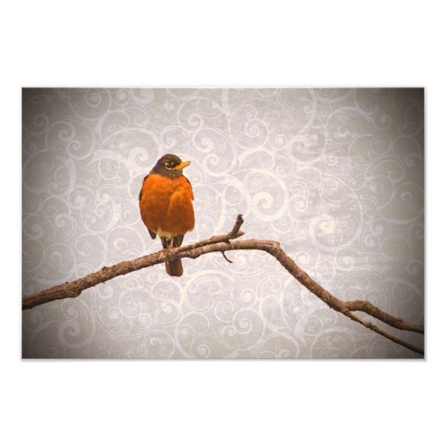 Robin Photo avec Damask Swirl Design (Devant)