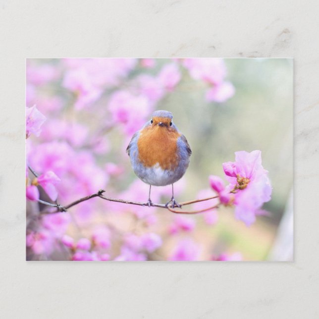 Robin sur carte postale de succursale (Devant)