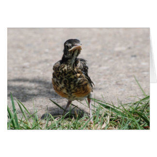 Robin volant avec attitude