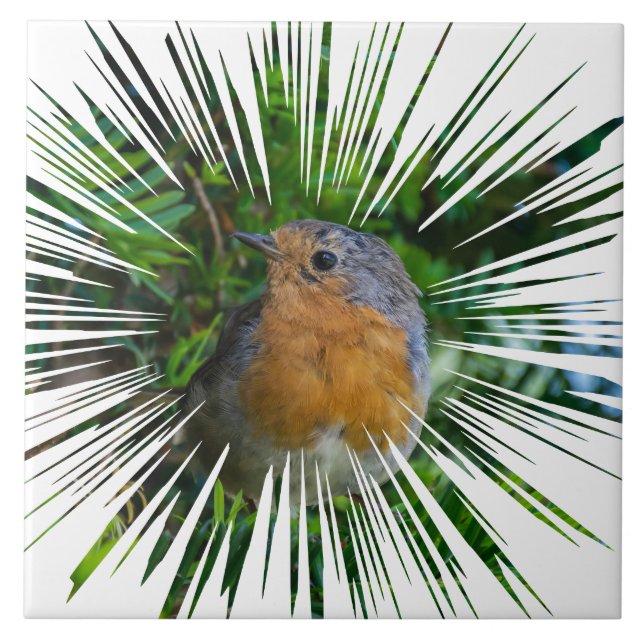 Robin vue oiseau carreaux céramique (Devant)