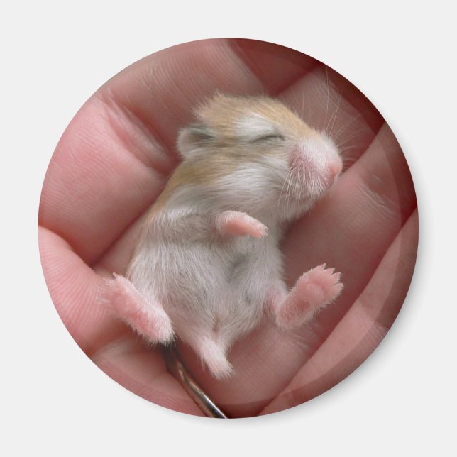 Robo Pup Magnet (Devant)