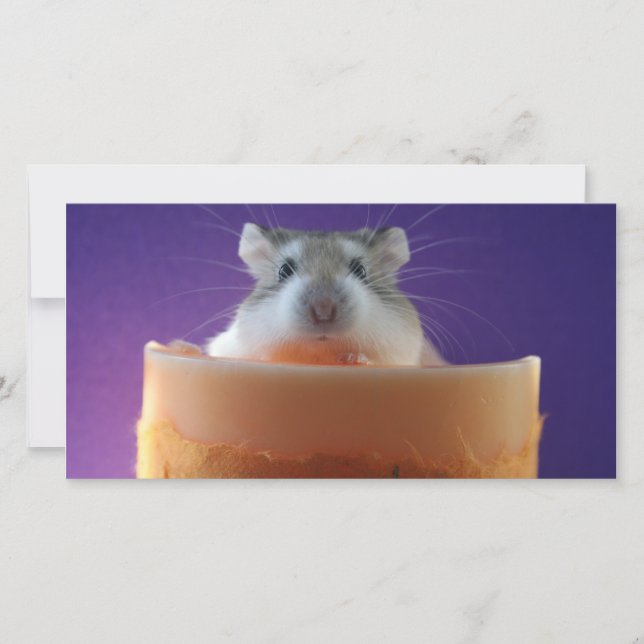 Roborovksi Hamster Carte photo (Devant)