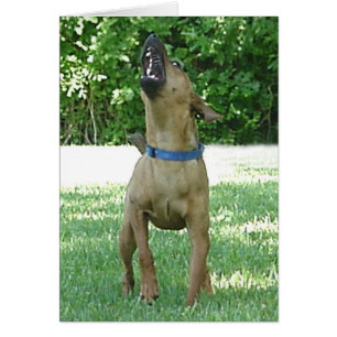 Rocco - Rye Ruv Roo ! Carte