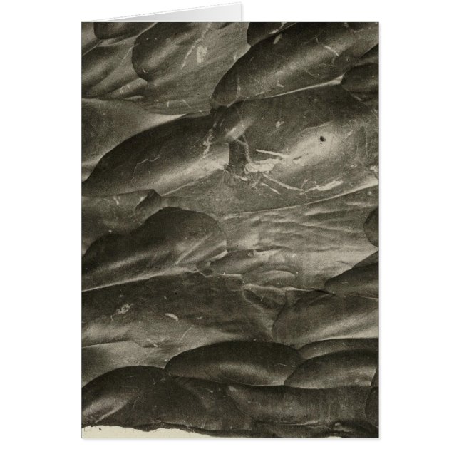 Rocher sculpté par le Colorado (Devant)