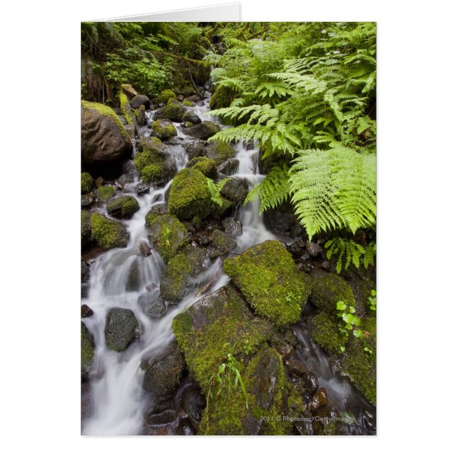 Roches recouvertes de mousse avec eau floue et fou (Devant)