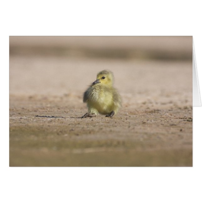 Rock-A Bye Gosling (Devant horizontal)