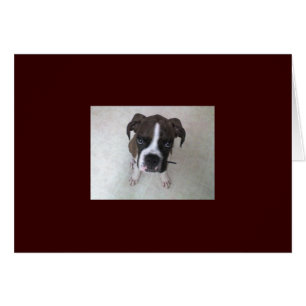 Rocky - Boxer Puppy