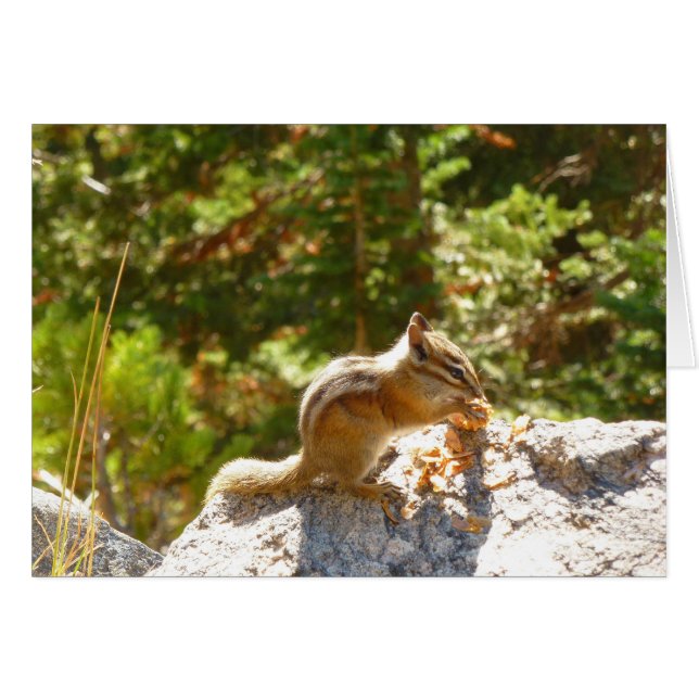 Rocky Mountain Chipmunk (Devant horizontal)