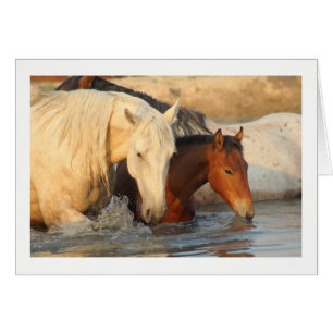Rocky Mountain Wild Horse et sa carte de bébé