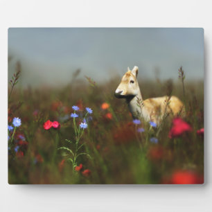 Roe dans une plaque photo de prairie