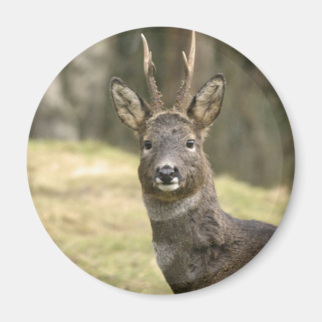 Roe Deer Buck Magnet (Devant)