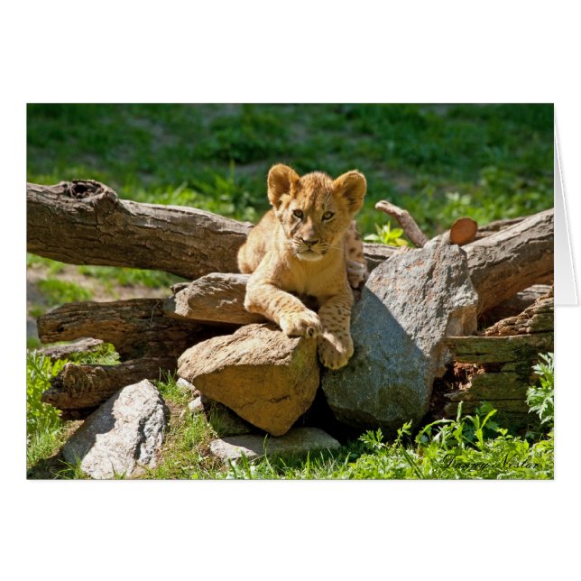 Roi de la Jungle (Devant horizontal)