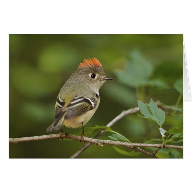 Roitelet à couronne rubis mâle, Regulus calendula (Devant horizontal)