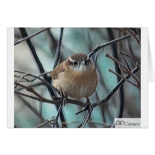 Roitelet de Chambre (Devant horizontal)