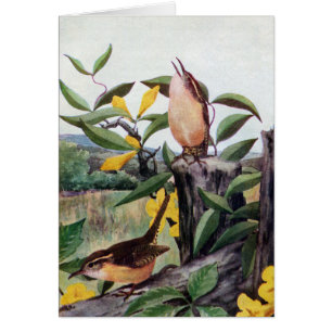 Roitelets de Caroline et Jessamine jaune