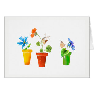 Roitelets et pots de fleurs