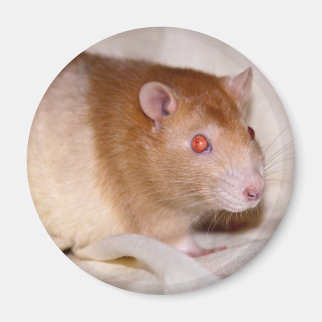 Rolando Magnet (Devant)