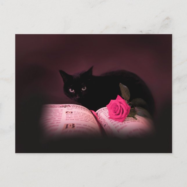 romantique livre de chat carte postale rose (Devant)