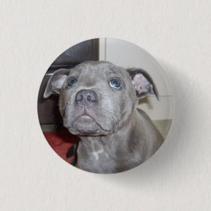 Rond 2,50 Cm Aimez Les Yeux De Chiot, Badge De Bouton.