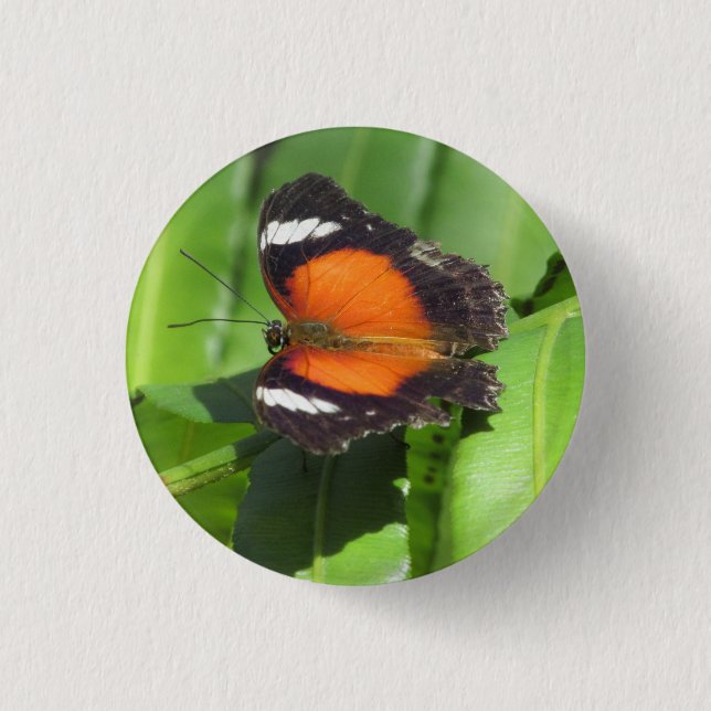 Rond 2,50 Cm Badge de papillon tropical (Devant)