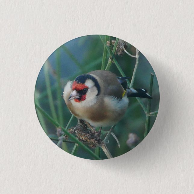 Rond 2,50 Cm Badge Goldfinch (Devant)