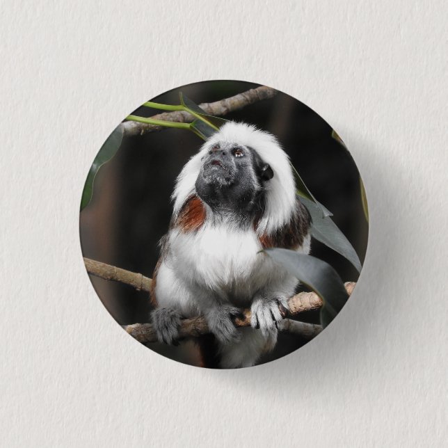 Rond 2,50 Cm Badge Tamarin (Devant)