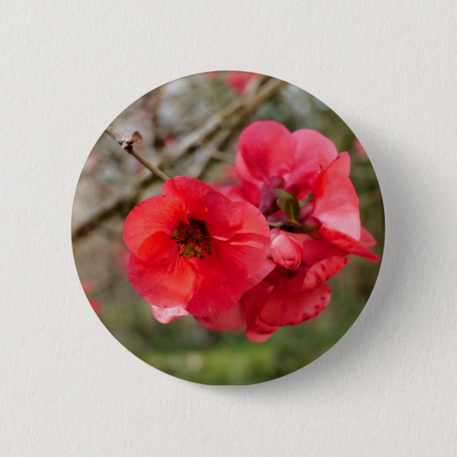 Rond 5 Cm Badge Chaenomeles speciosa (Devant)