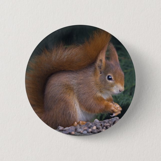 Rond 5 Cm Badge de Brunch Nut (Devant)