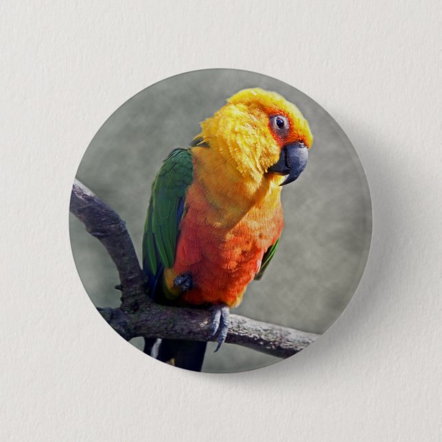 Rond 5 Cm Badge de Conure de Jenday (Devant)