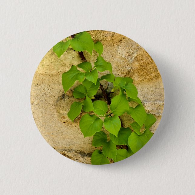Rond 5 Cm Badge Hydrangea petiolaris (Devant)