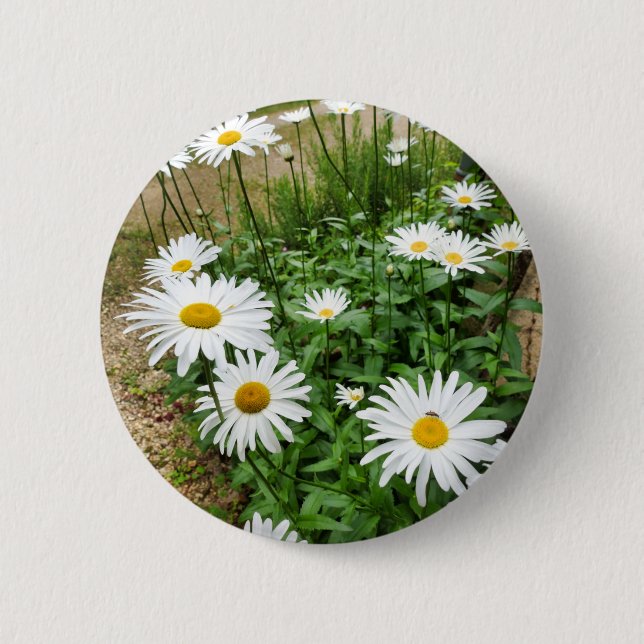 Rond 5 Cm Badge Leucanthemum Blooms (Devant)