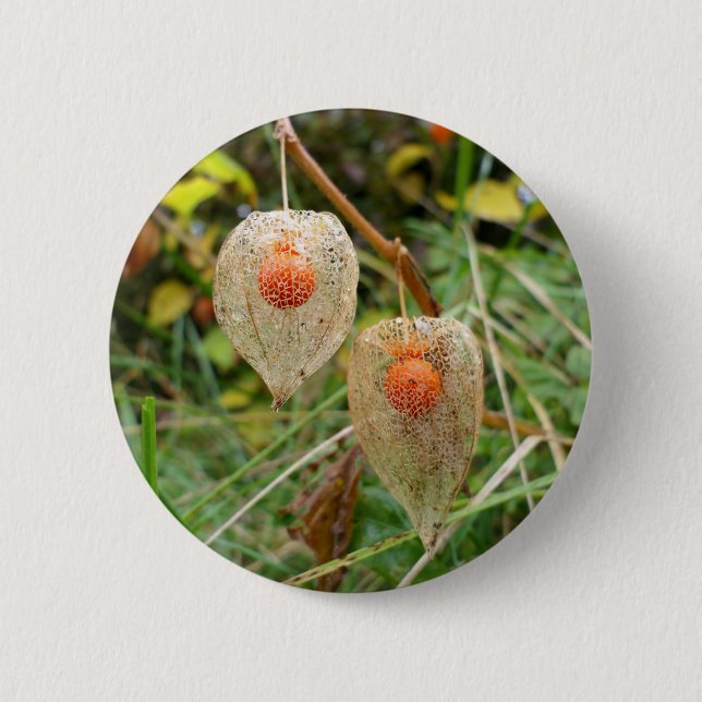 Rond 5 Cm Badge Physalis alkekengi (Devant)