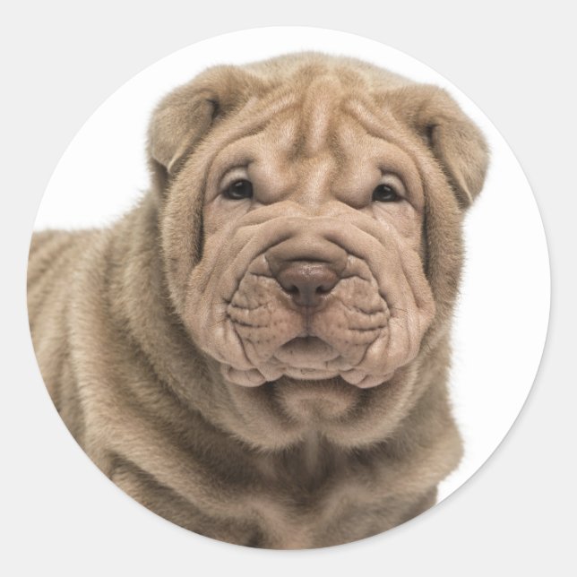 Rond Aimer Sticker Poi Chien Shar / Phoques (Devant)