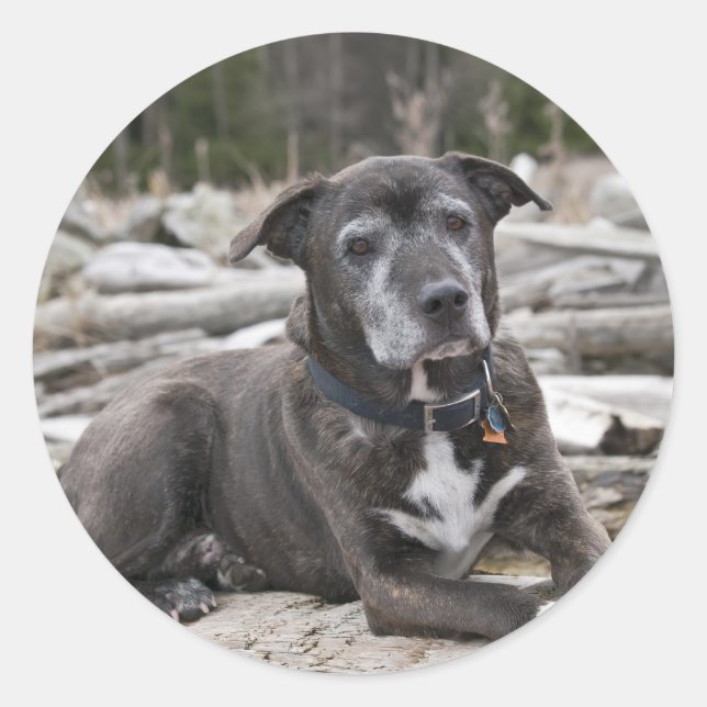 Rond American Staffordshire Terrier - Sticker (Devant)