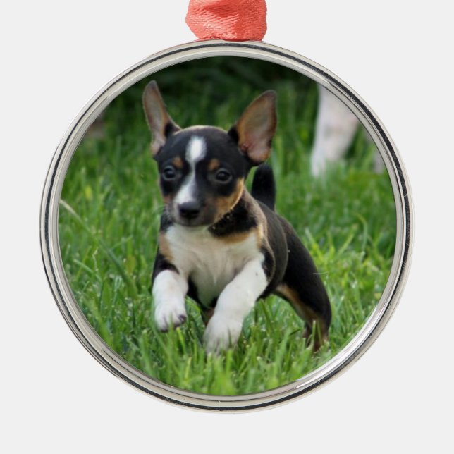 Rond Argenté Ornement de Rat terrier (Devant)