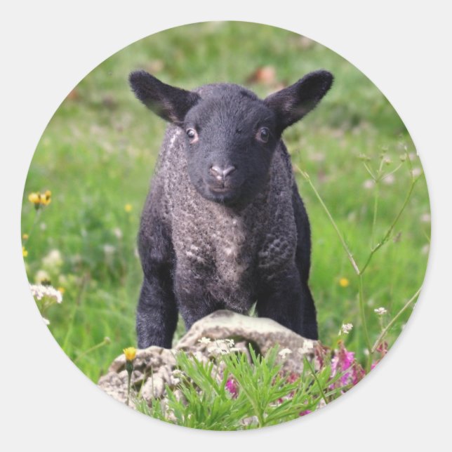 Rond Baa Baa Black Sheep Sticker (Devant)