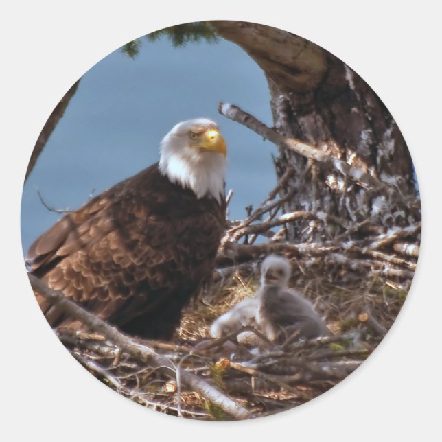 Rond Bald Eagle Chicks - Sticker (Devant)