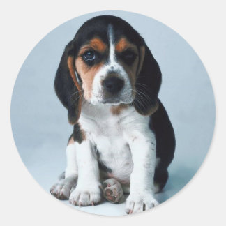 Rond Basset Hound Sticker