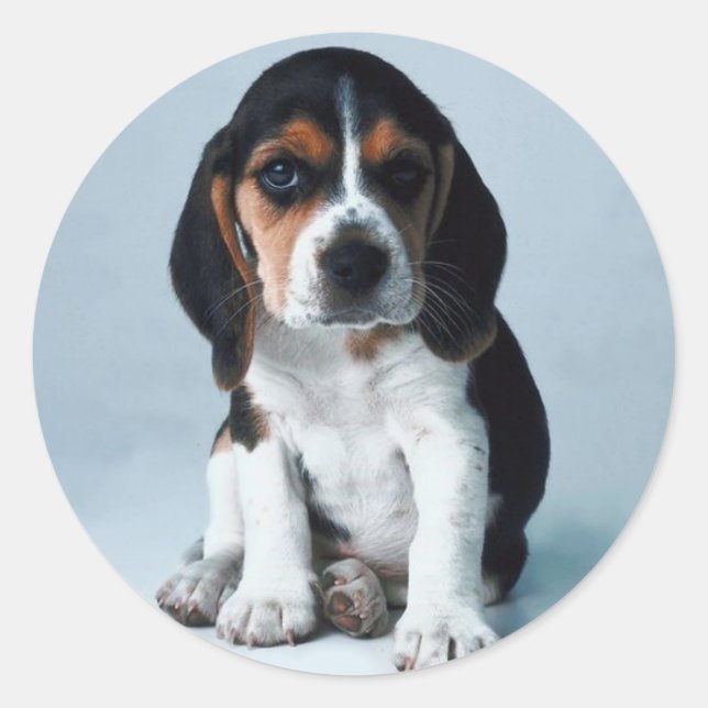 Rond Basset Hound Sticker (Devant)