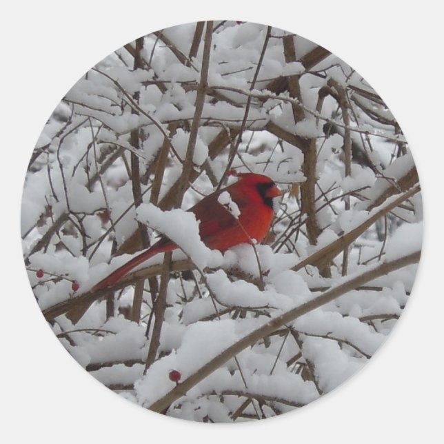 Rond Beau Cardinal Rouge dans Sticker Arbre Rempli Neig (Devant)