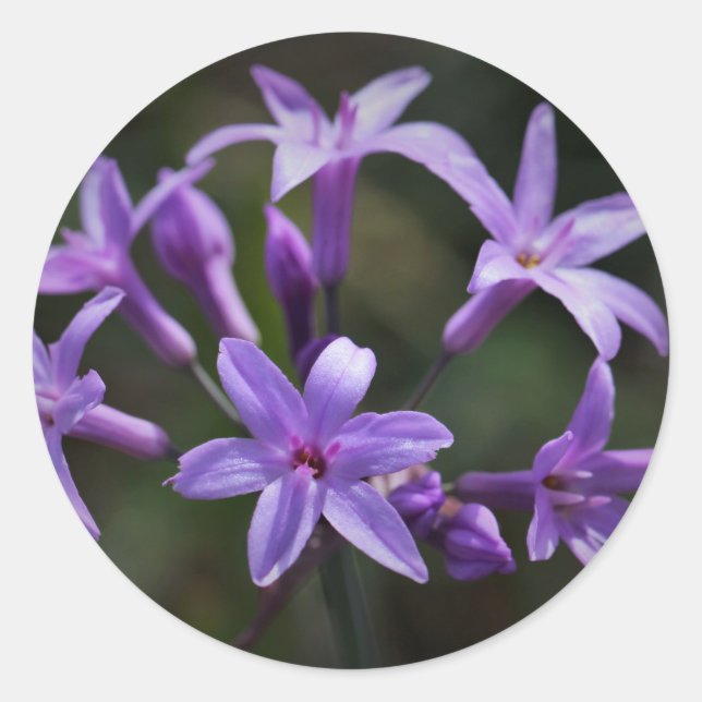 Rond Beau Sticker aux fleurs bleues violettes (Devant)