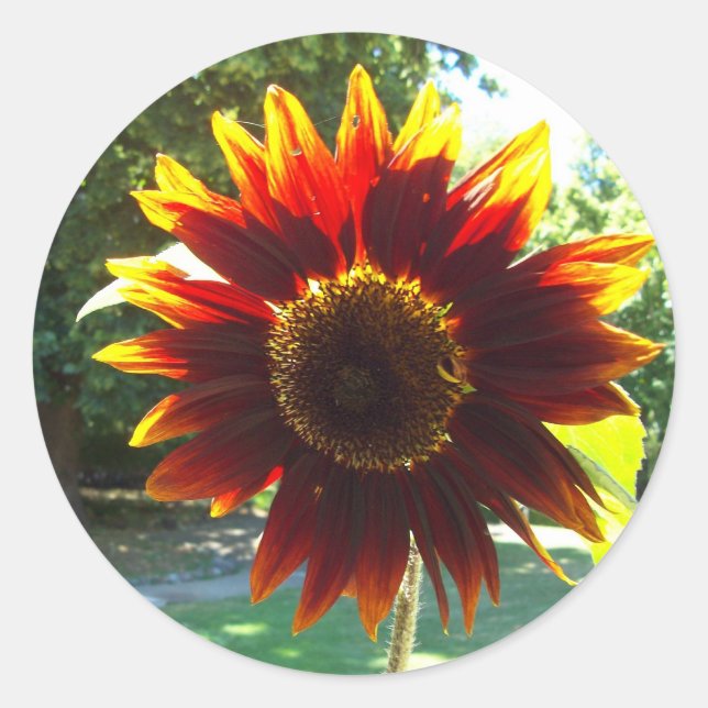 Rond Beau Sticker de tournesol jaune et rouge (Devant)