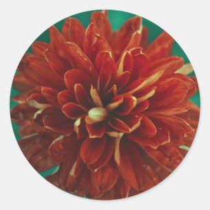 Rond Beau Sticker Fleur Rouge Dahlia Mariage Favor