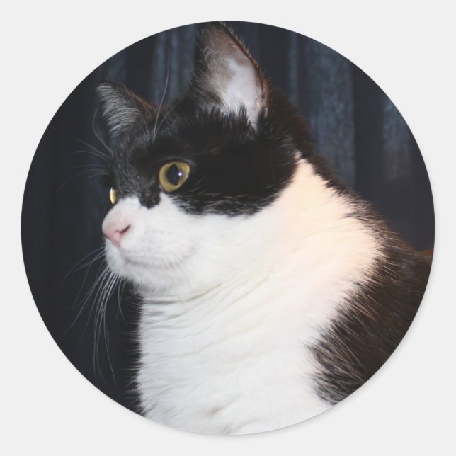 Rond Beau Sticker pour chats (Devant)